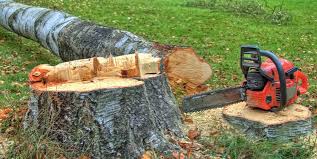 Best Mulching Services  in Pampa, TX