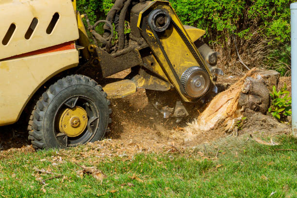 Trusted Pampa, TX Tree Services Experts