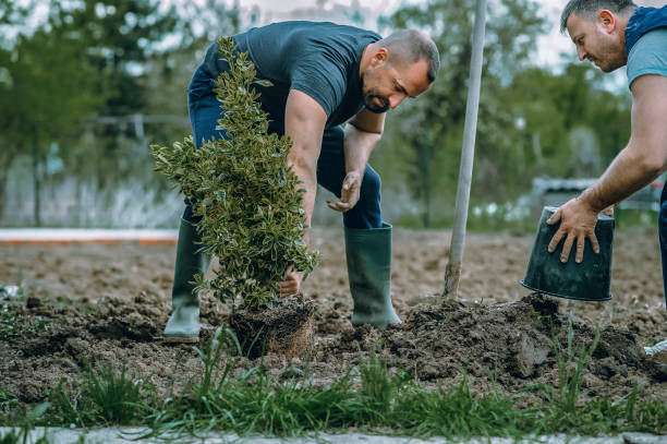 Best Root Management and Removal  in Pampa, TX